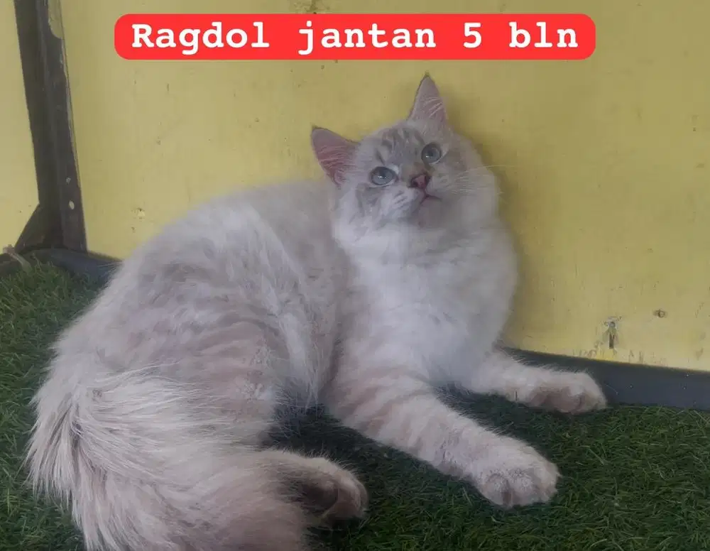 Kucing persia ragdol jantan 5 bln