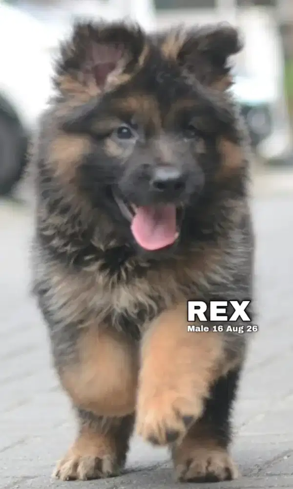 German shepherd atau herder jantan •REX•