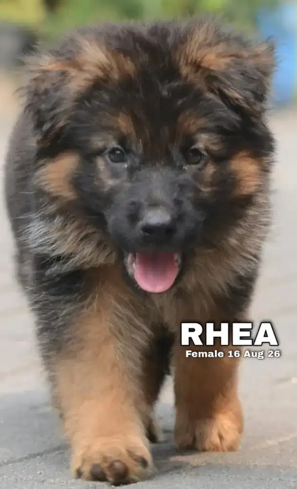 German shepherd atau herder betina •RHEA•