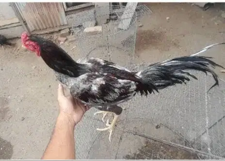 JUAL AYAM KOYTRAD