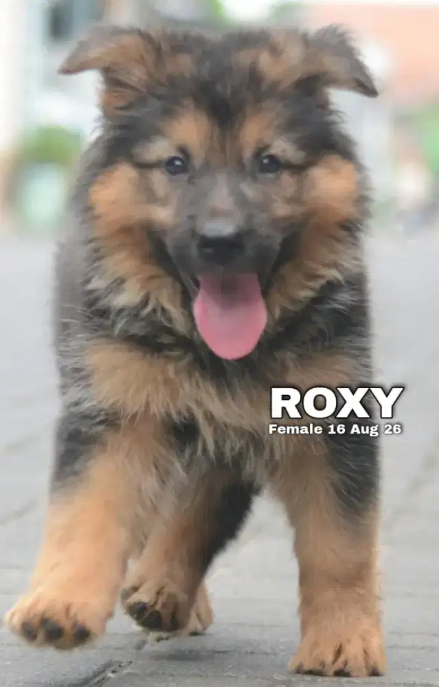 German shepherd atau herder betina •ROXY•