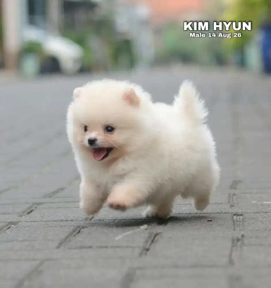 Minipom cream jantan •KIM HYUN•