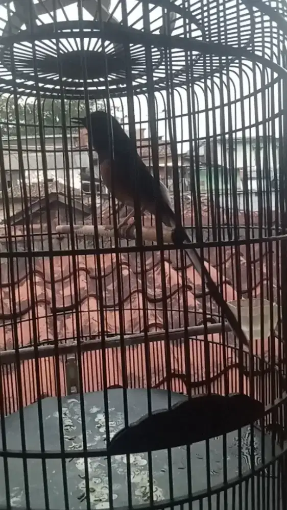 Mangga murai hutan bodi Big bekas lapang