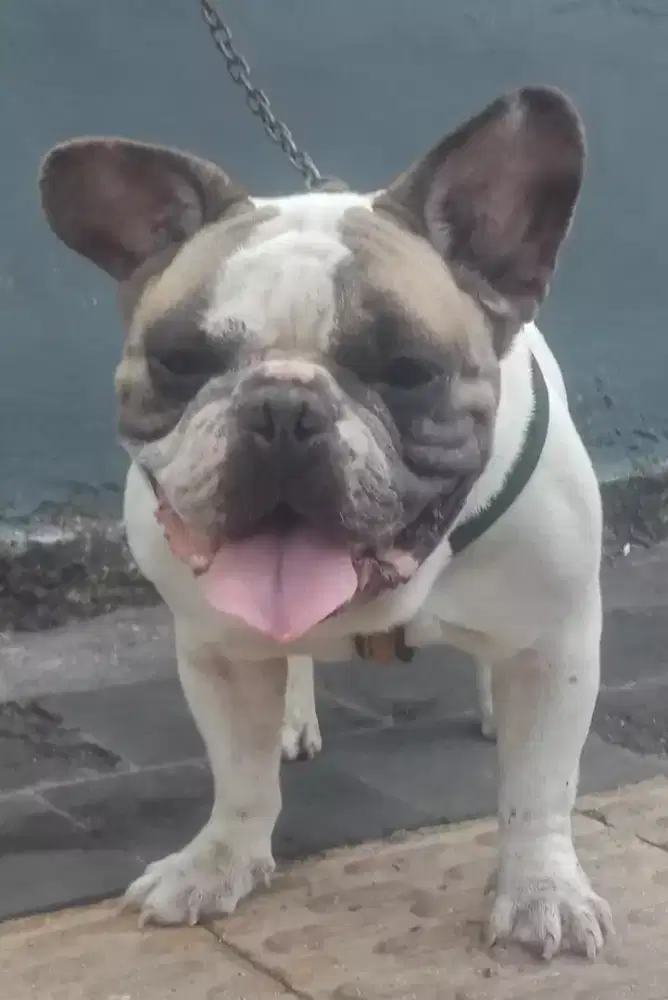 Frenc bulldog jantan 3 THN
