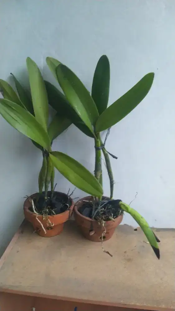 Anggrek cattleya mantini, dewasa