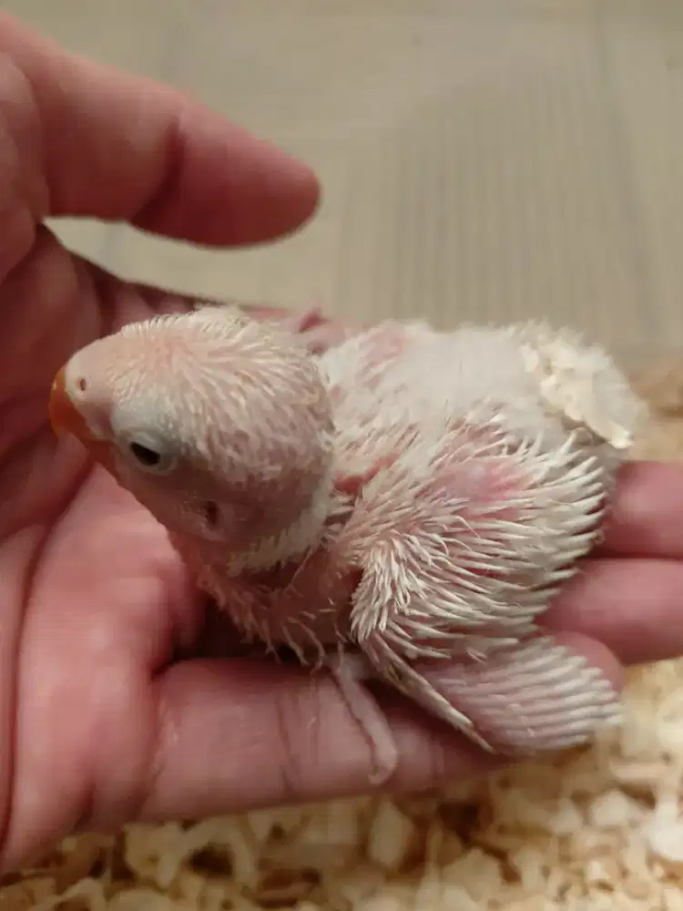 Burung lovebird lolohan albino
