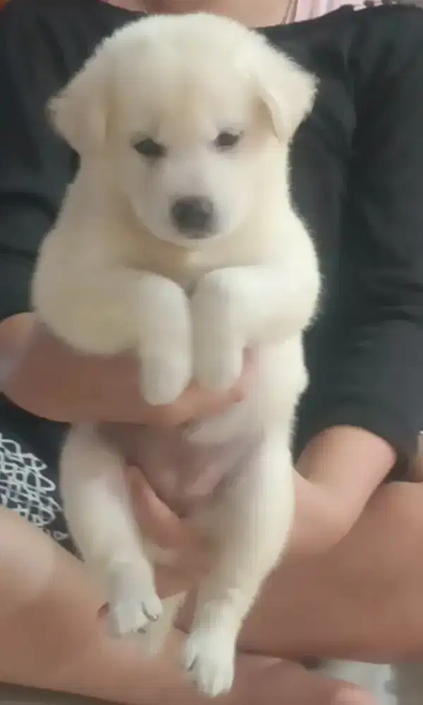kintamani mix husky