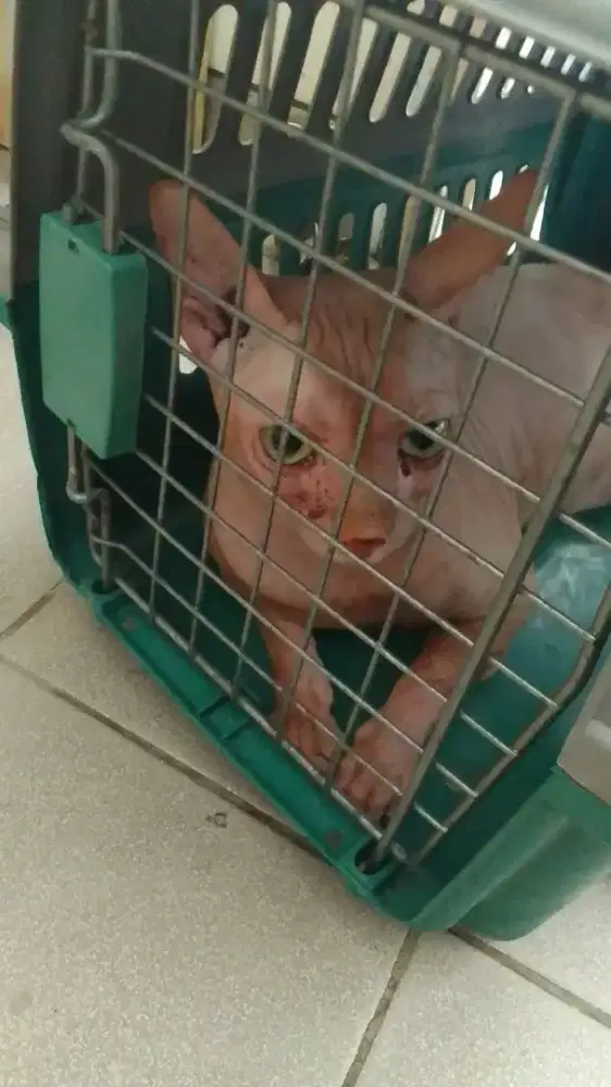kucing sphynx  kondisi ada jamur dan mata merah
