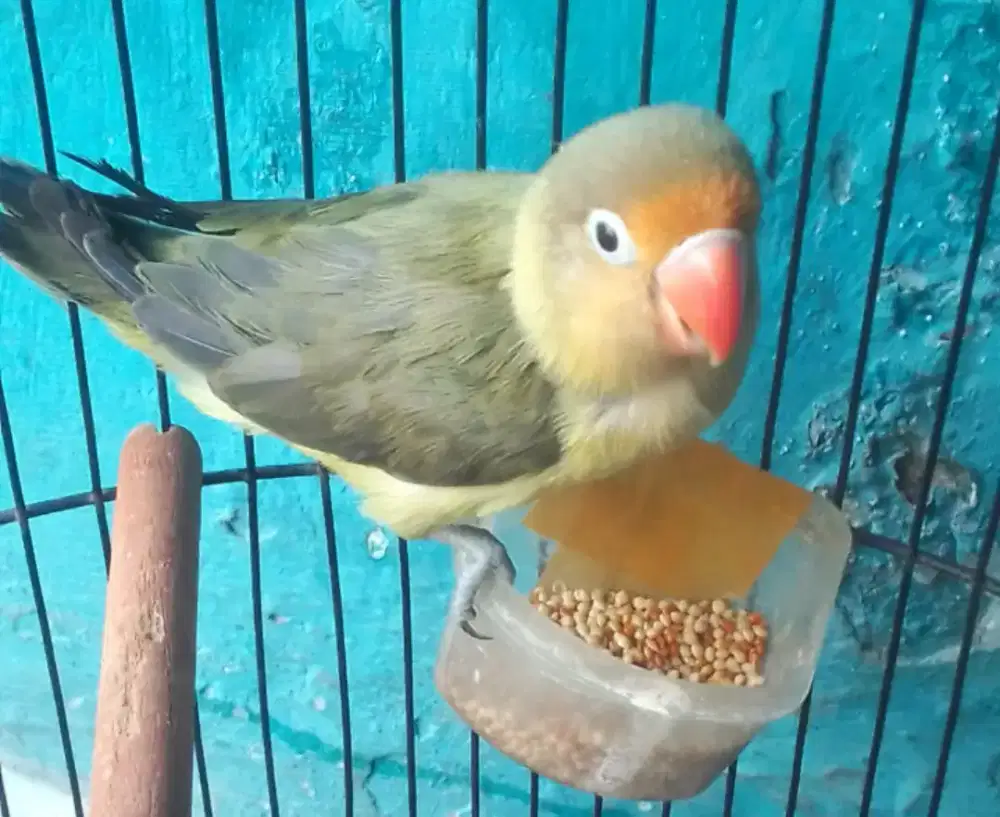 LOVEBIRD WARNA CANTIK ANGKUT TU 500 FULSET NET HARIAN BRSIK