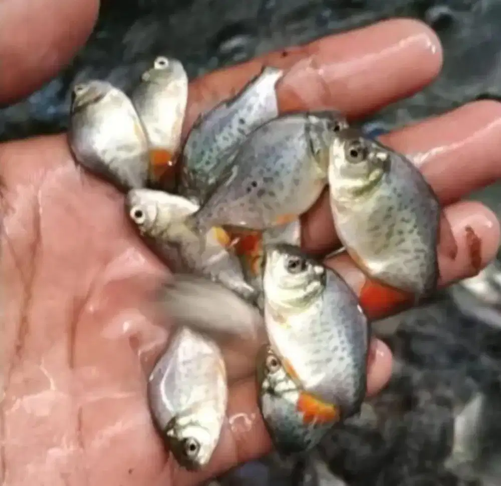 Bibit ikan konsumsi