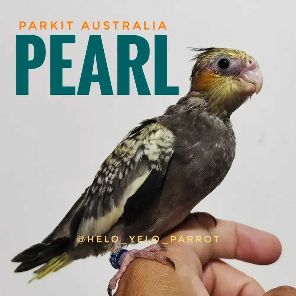 Baby Falk / Parkit Australia / Cockatiel