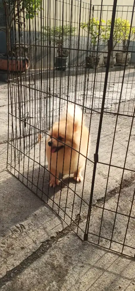 indukan minipom