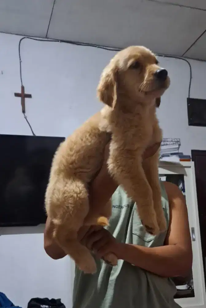 anjing golden retriever betina