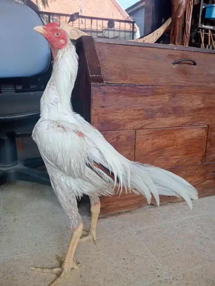 Ayam Bangkok Muda