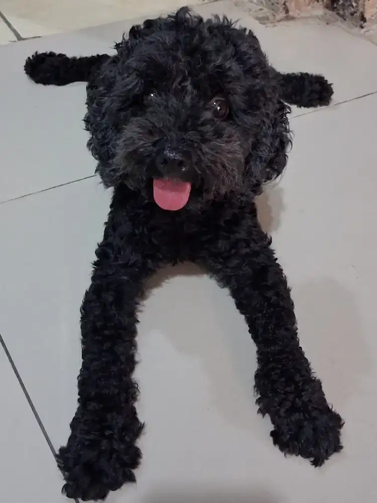 Toy Poodle 3 tahun