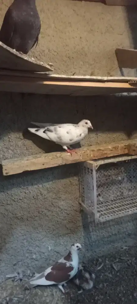 Burung dara pasangan tetap