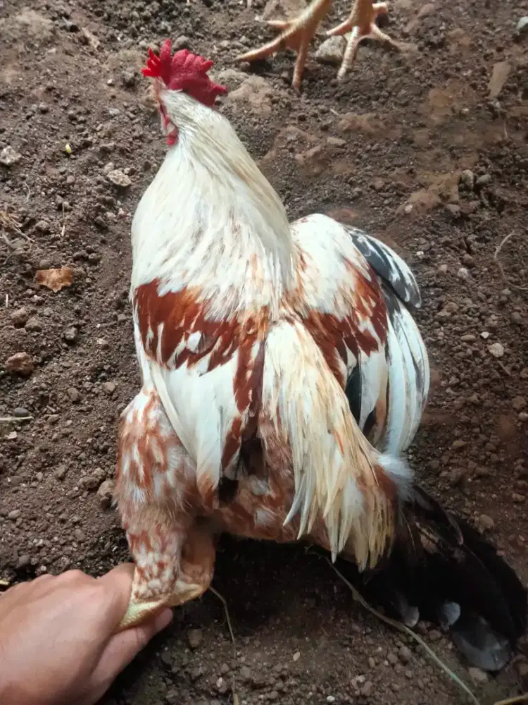 Jago Kampung Putih Cokelat