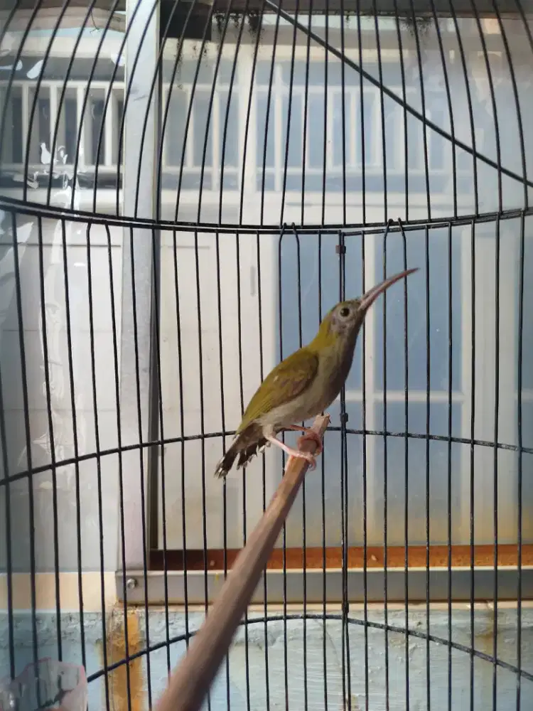 Burung pijantung Rajin