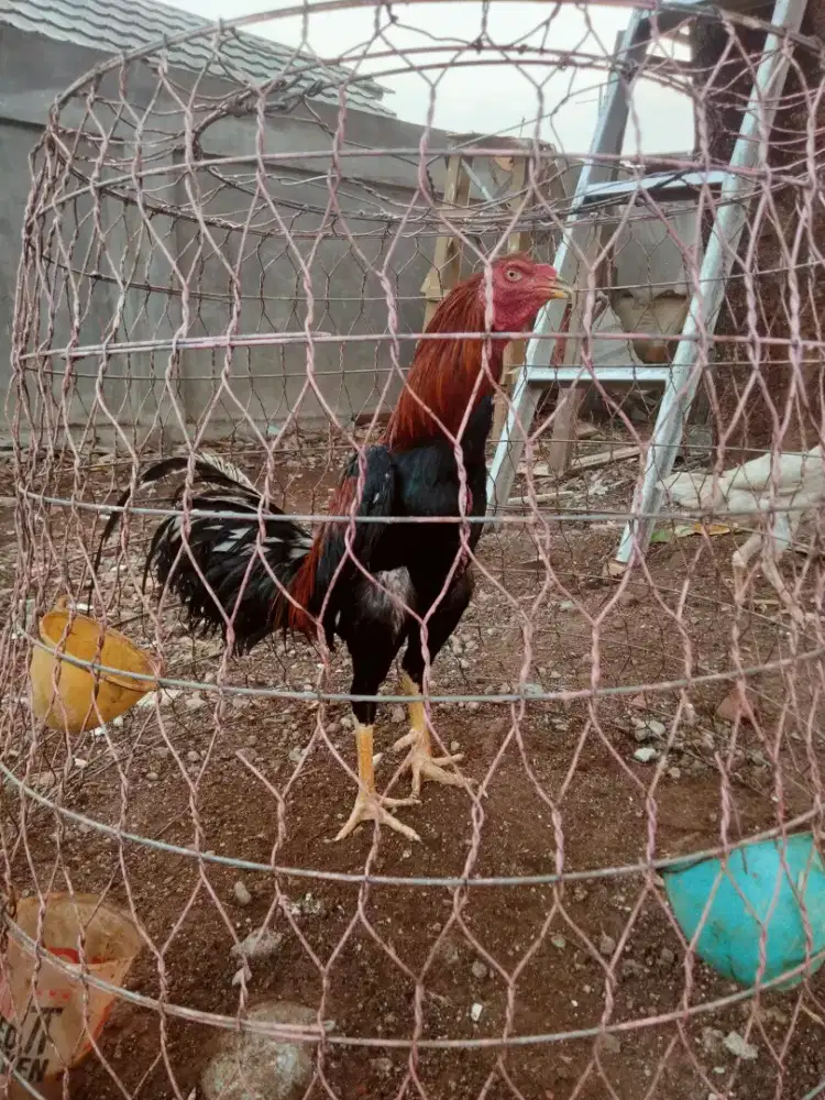 Ayam Bangkok cakep