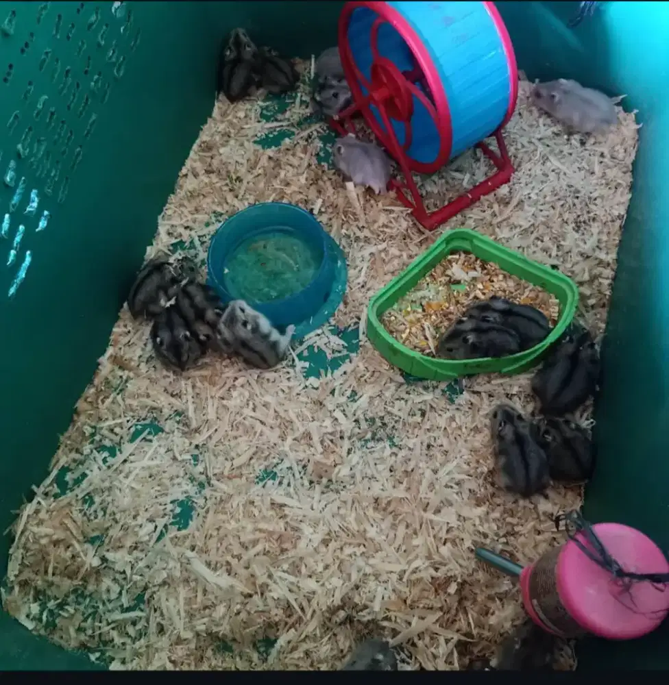 Hamster winter  anakan