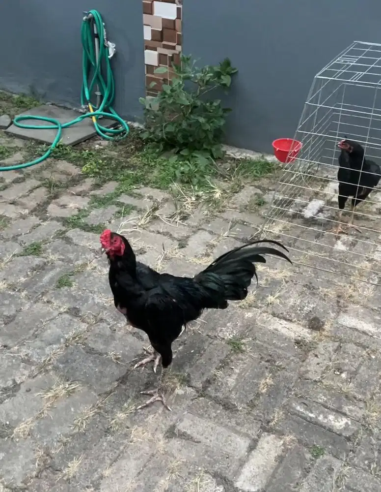 Ayam bangkok Pacekan kumbang 2 ekor
