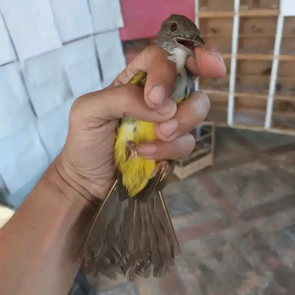 cucak jenggot jawa bahan mulus