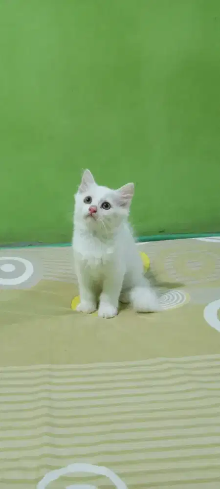 Kiteen persimed Jantan