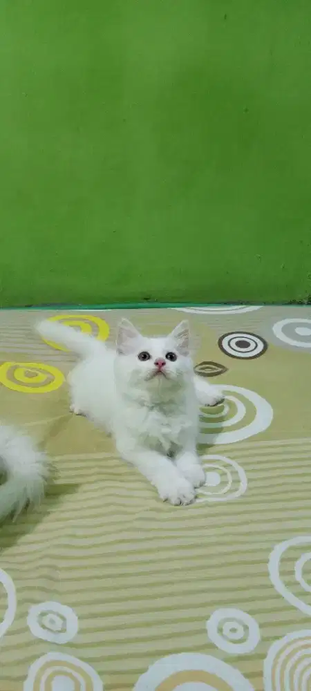 Kiteen betina persimed
