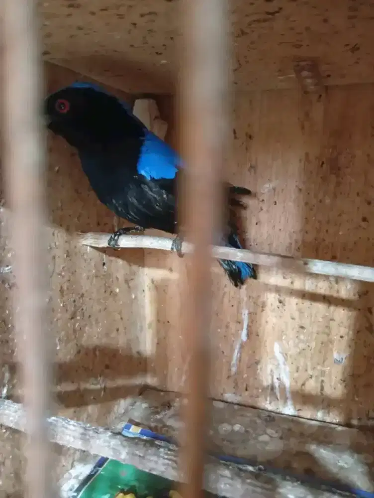 cucak biru jantan bahan mulus