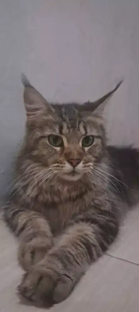 Kucing Maine Coon