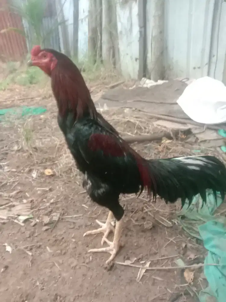 ayam Siam dewasa