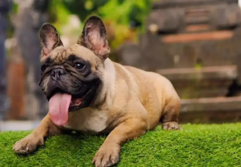 Jual French bulldog
