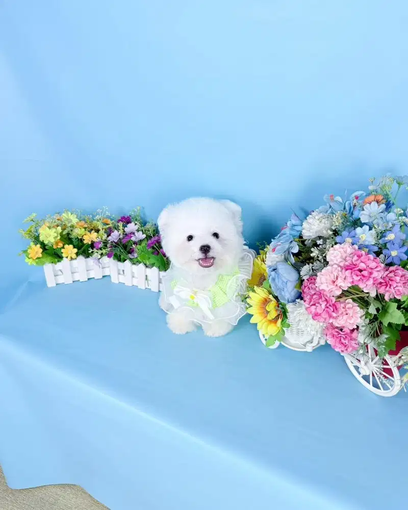 Korean mini bichon frise male super cute face bulu super tebal