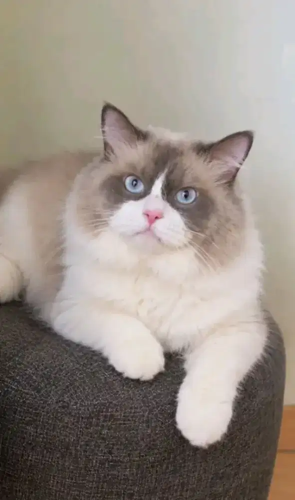 Ragdoll simetris pejantan big size