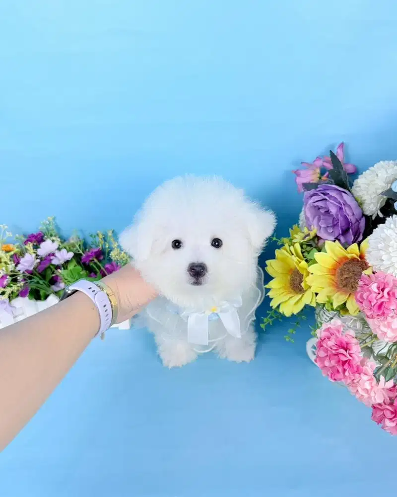 Korean mini bichon frise bloodline import korea super cute face