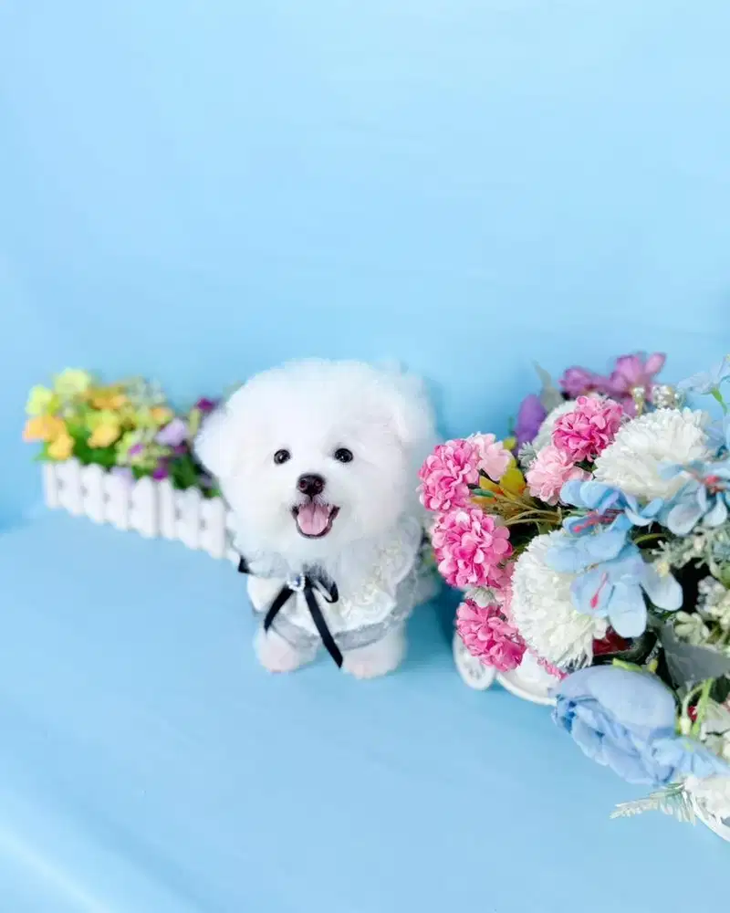 Korean mini bichon frise male papa import langsung dr korea super cute