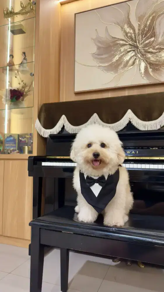 Poodle pure asli usia 1.6 tahun