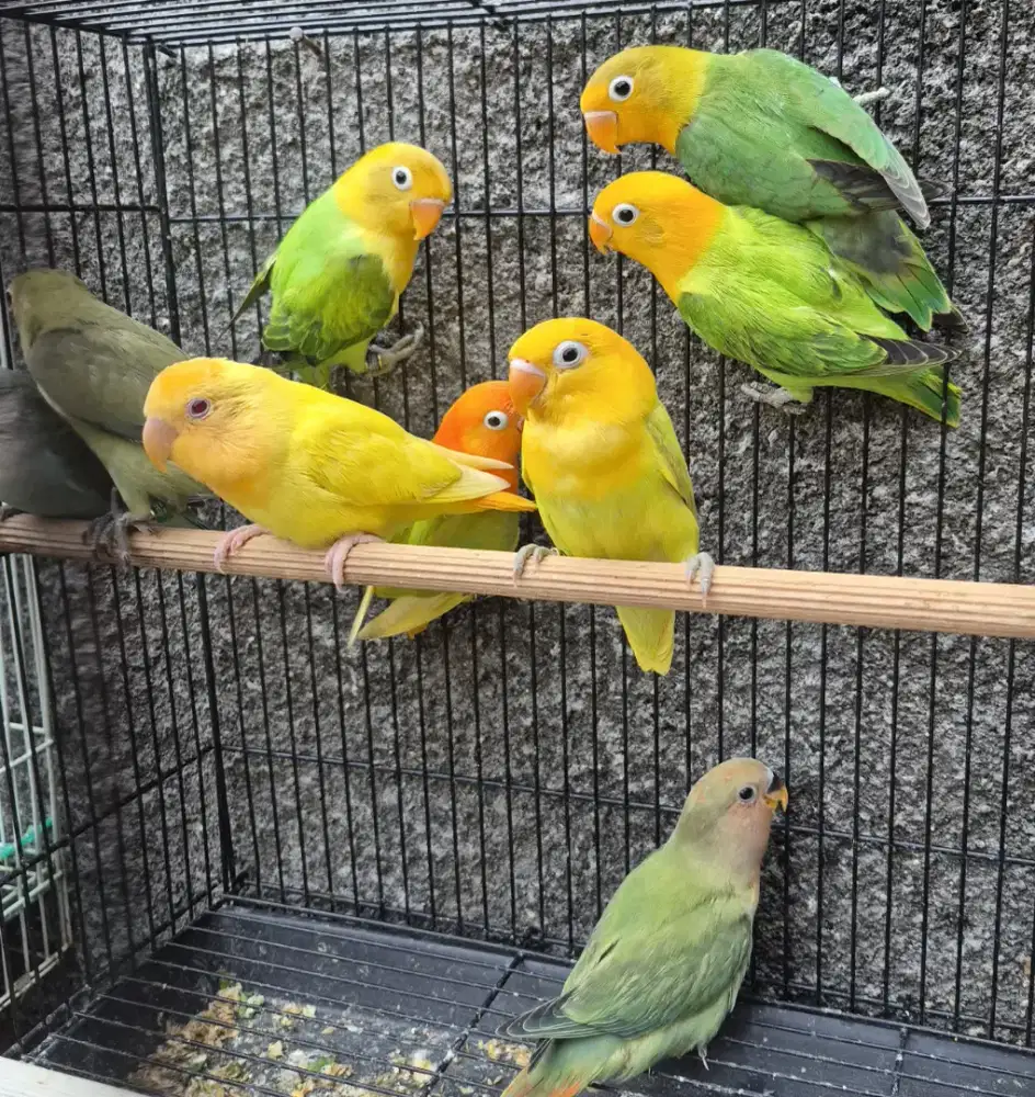 Lovebird Paud YF Green Split Biola