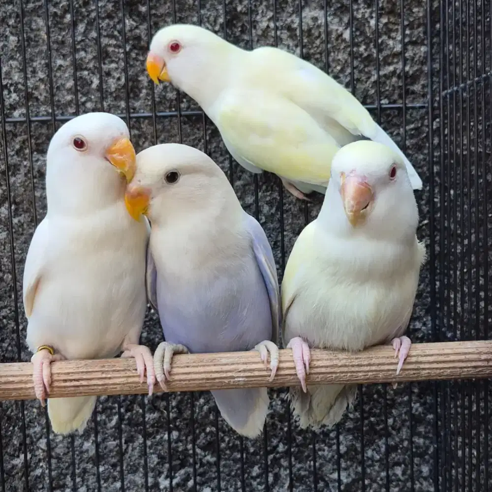 Lovebird Paud Albino Mata Merah Nonklep