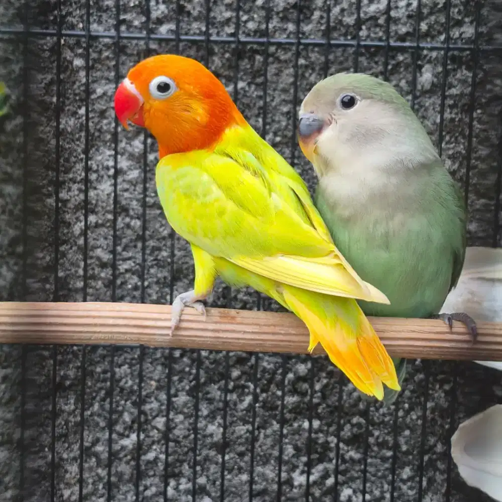 Lovebird Biola Pastel Green Possible YF