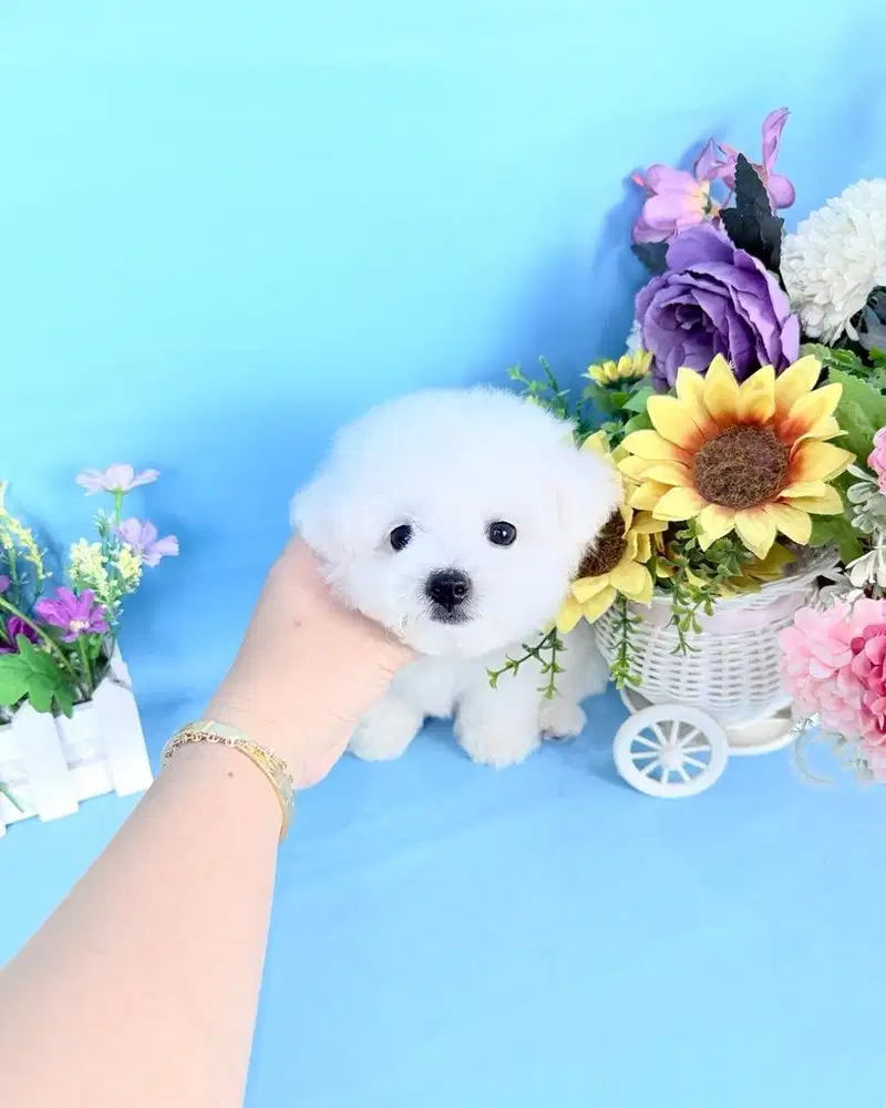 Male korean mini bichon frise super cute bloodline import korea