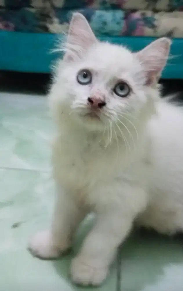 Kitten Ragdol jantan