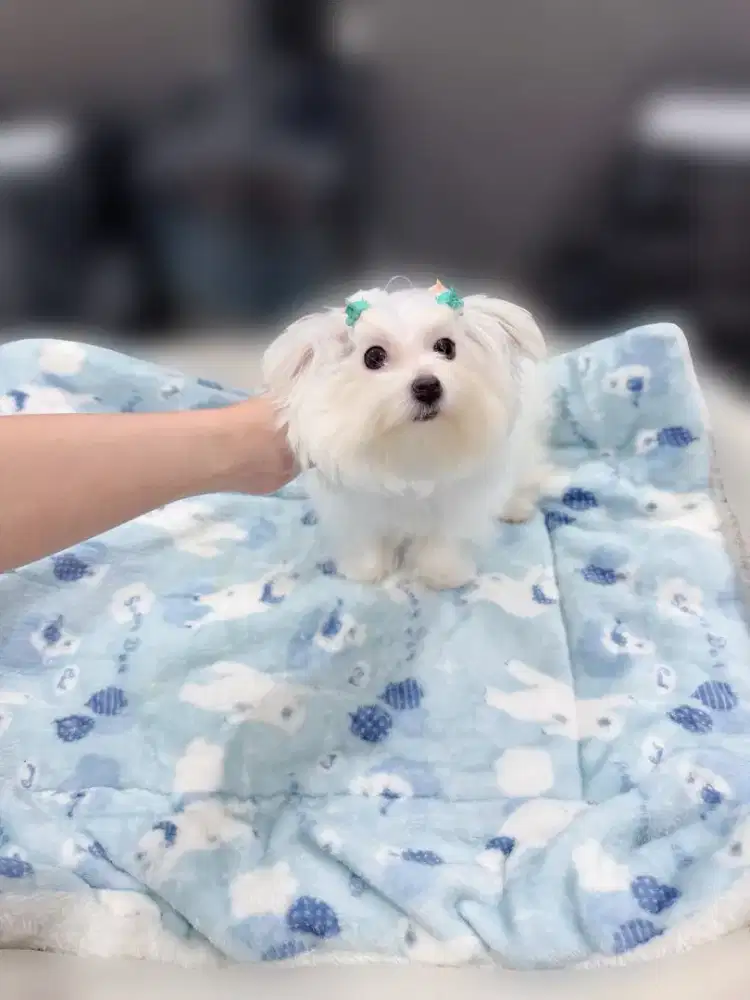 Maltese Betina 4 Bulan