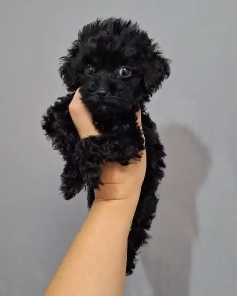 Poodle Jantan 3 Bulan