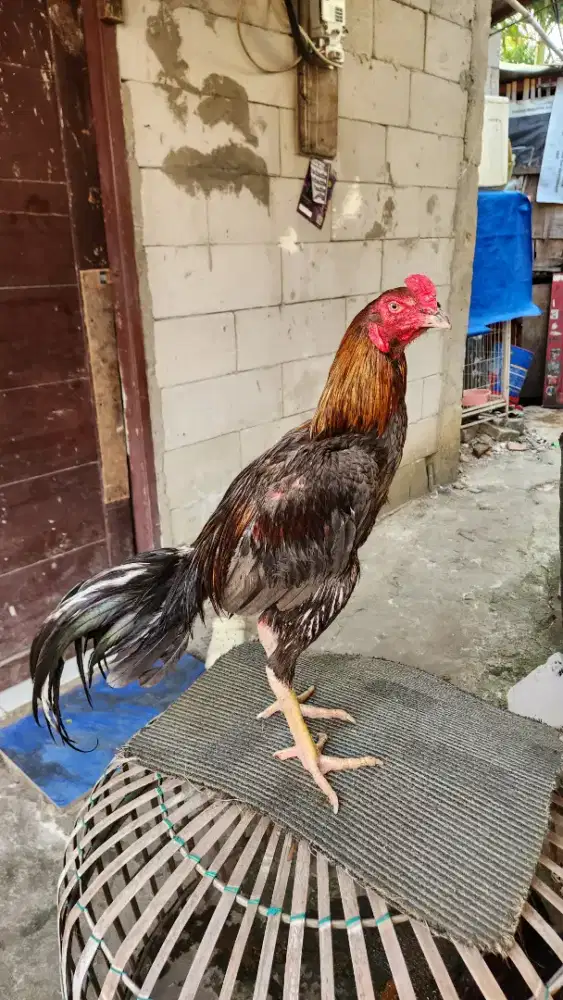 AYAM BANGKOK PUKUL RONTOKM