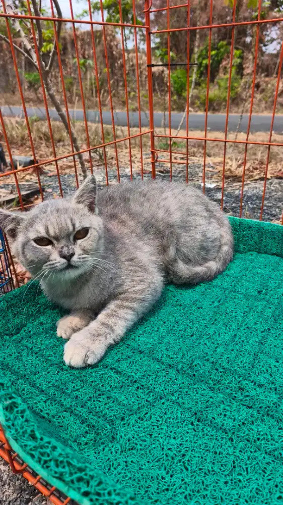 kucing BSH pure