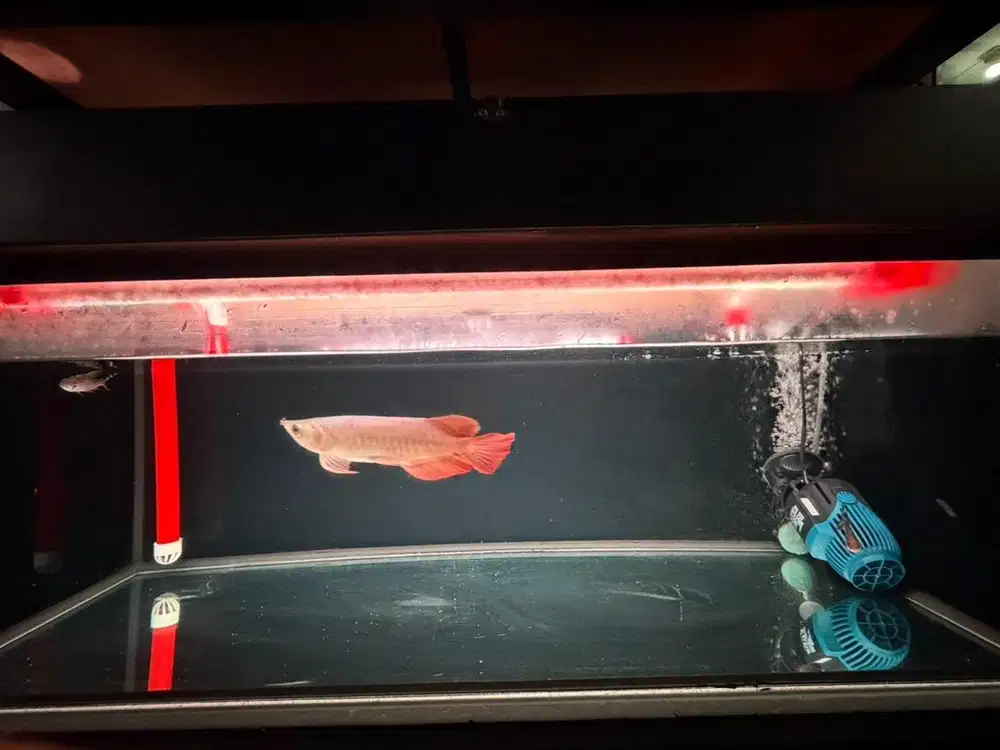 Arwana Super Red + Akuarium