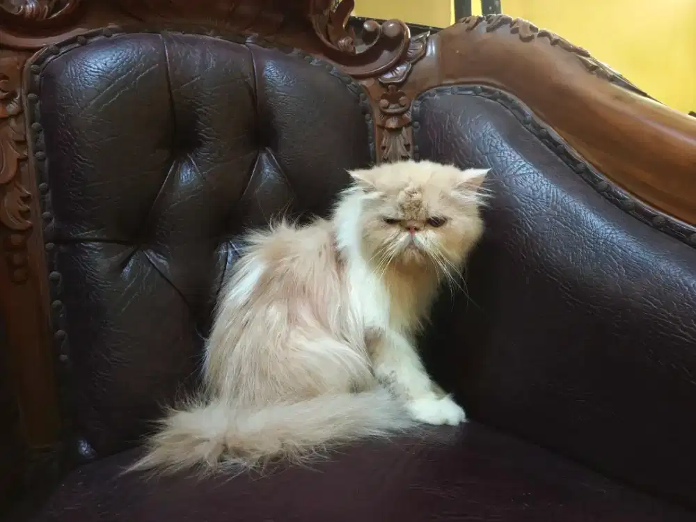 kucing peaknose betina