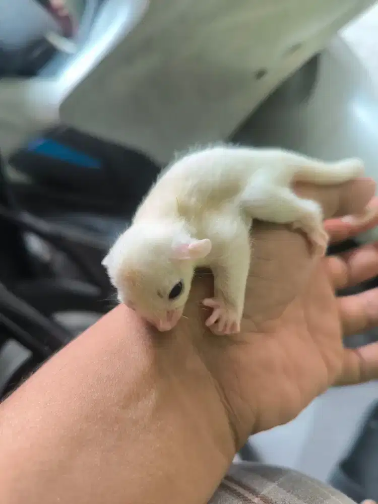 Anakan sugar glider