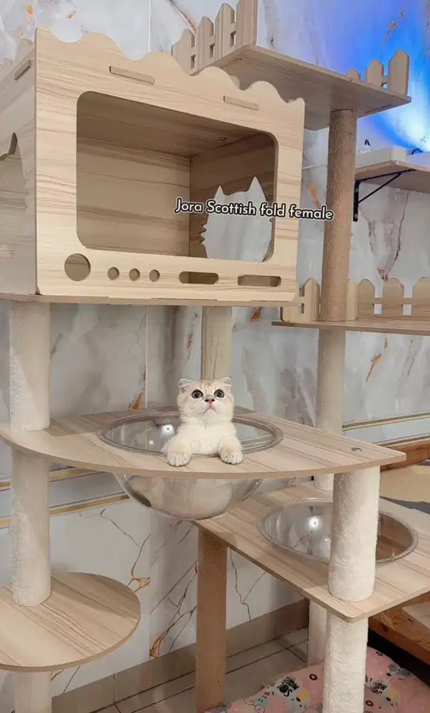 Scottish fold golden male female